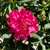 Rhododendron catawbiense Nova Zembla 211555